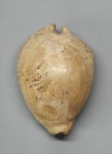 Fossili barycypraea beberkiria usato  Sassari