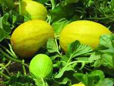 Yellow canary melon for sale  Creal Springs