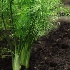 Fennel herb seeds for sale  IPSWICH