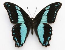 Butterfly male papilio for sale  RUGELEY