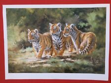 Three tiger cubs for sale  SOUTHPORT
