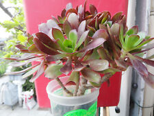 Aeonium arboreum succulent for sale  Antioch