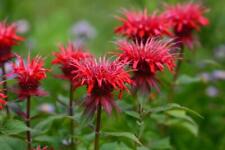 Monarda didyma panorama for sale  RICHMOND