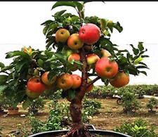 bonsai apple tree for sale  USA