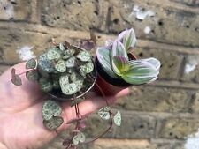 Mini plant bundle for sale  UK