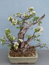 Bonsai yamadori uralte gebraucht kaufen  Dresden