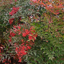 Nandina domestica bambou d'occasion  Pouzauges