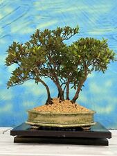 Joe bonsai azaleen gebraucht kaufen  Spiesen-Elversberg