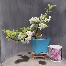 bonsai for sale  BANGOR