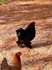 laying hens chicken for sale  Bryceville