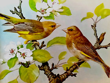 Greenfinches blossom tree. for sale  NELSON