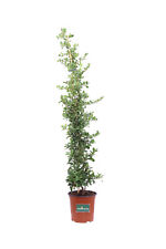 Usato, Pianta di Pyracantha Coccinea Agazzino pianta vera ornamentale rampicante usato  Santeramo In Colle