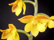 Polystachya pubescens hanging for sale  Pepperell