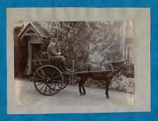 Victorian photograph pony for sale  KING'S LYNN