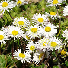 Gänseblümchen wiesengänsebl gebraucht kaufen  Homberg (Efze)