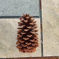 Florida pine cones for sale  Gainesville