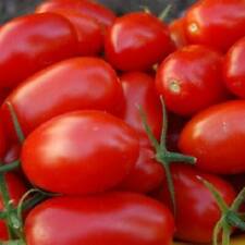 Graines tomate rio d'occasion  Sabres