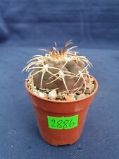 Used, Gymnocalycium spegazzinii punillaense Tom 06-81/1 El Obelisco 2886p for sale  Shipping to South Africa