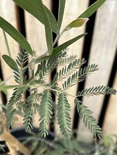 Acacia melanoxylon for sale  CHIGWELL