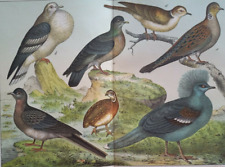 Ornithology pigeons quail..lit d'occasion  Saint-Cyprien