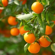 Clementine algerian mandarin for sale  Watsonville