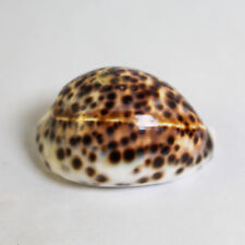 Tiger cowrie shell for sale  Mcminnville