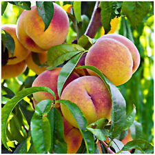 Peregrine peach tree for sale  Shipping to Ireland