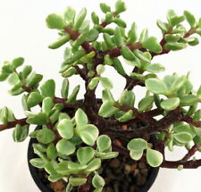 plant jade pot 5 for sale  Wadsworth
