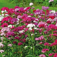 Sweet william sweet for sale  IPSWICH