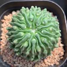 3cm cactus live for sale  Shipping to Ireland