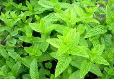 Herb spearmint green for sale  SALISBURY