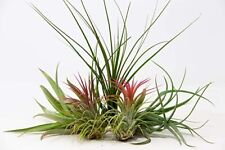 Air plants mixed for sale  GLASGOW