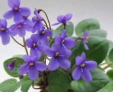 African violet plant for sale  Fairport