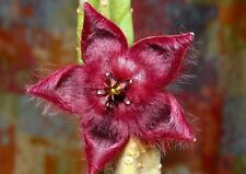 Unrooted stapelia obducta for sale  Shipping to United Kingdom