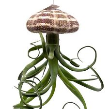 Large tillandsia jellyfish for sale  Apopka