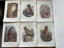 6 Antique Bird Prints by Swaysland & Thorburn C1903. Book Plates. British Birds., used for sale  HARTLEPOOL