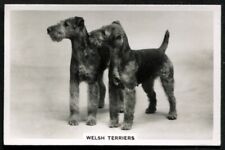 Tarjeta de tabaco, servicio para personas mayores, perros, razas de perros, 1939, Welsh Terriers, #47 segunda mano  Embacar hacia Argentina