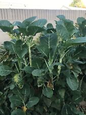 7 Green Tree Collard Cuttings  FREE SHIPPING USPS PRIORITY MAIL. for sale  Shipping to South Africa