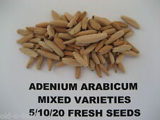 Adenium arabicum mixed for sale  BRISTOL