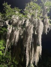 Spanish moss southern for sale  Montgomery