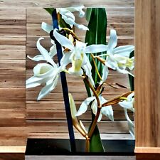 Coelogyne intermedia orchid for sale  WEST DRAYTON