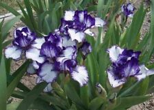 Iris germanica rare for sale  LONDON