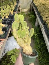 Yellow prickly pear for sale  Greenville