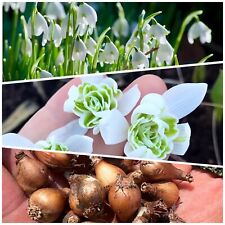 Double snowdrop bulbs for sale  WISBECH