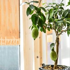 Lemon tree citrus for sale  Shipping to Ireland