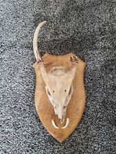 Taxidermy bronze medal for sale  MARLOW
