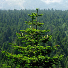 Abies nordmanniana sapin d'occasion  Pouzauges