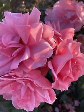 Two pink rose for sale  CAMBRIDGE