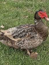 Muscovy duck hatching for sale  ELLESMERE