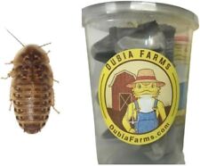 Dubia roaches small for sale  Warner Robins